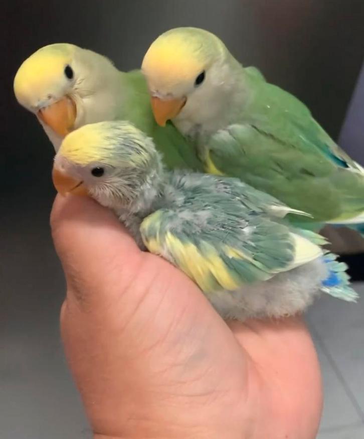 puppy dwergpapegaaitjes in diverse kleuren, Dieren en Toebehoren, Vogels | Parkieten en Papegaaien, Dwergpapegaai of Agapornis