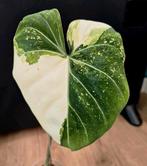 Philodendron Gloriosum Tricolor Variegata, Huis en Inrichting, Ophalen of Verzenden, Overige soorten, Minder dan 100 cm
