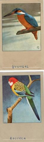 100 ansichten van vogels, Dieren en Toebehoren, Meerdere dieren, Tropenvogel