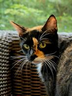Lieve lapjespoes van 15 maand zoekt goede rustige thuis., Dieren en Toebehoren, Poes