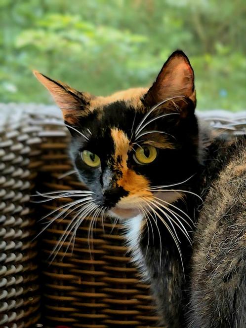 Lieve lapjespoes van 15 maand zoekt goede rustige thuis., Dieren en Toebehoren, Katten en Kittens | Overige Katten, Poes