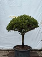 Pinus Mugo Vormbomen/meerstammig  - Groot Assortiment, Bloeit niet, Overige soorten, 100 tot 250 cm, Ophalen