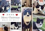 Molly en Wolly zoeken een gouden mandje, Dieren en Toebehoren, Katten en Kittens | Overige Katten, Poes