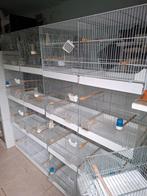 Kweekkooien, Dieren en Toebehoren, Ophalen, Zo goed als nieuw, Kunststof, Broedkooi of Kweekkooi