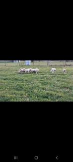 Nola ruischapen, Dieren en Toebehoren, Schapen, Geiten en Varkens, Vrouwelijk, Schaap
