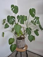 monstera plant, Ophalen of Verzenden, Overige soorten
