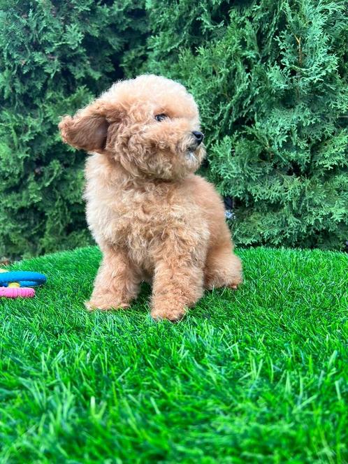 Toy poedel en Pomeranian pups, Dieren en Toebehoren, Honden | Poolhonden, Keeshonden en Oertypen, Meerdere dieren, Keeshond, Fokker | Hobbymatig