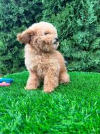 Toy poedel en Pomeranian pups, Dieren en Toebehoren, 8 tot 15 weken, Meerdere, Meerdere dieren, Nederland