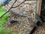 Meerdere koppels bronsvleugel duiven, Dieren en Toebehoren, Meerdere dieren, Geringd