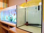 2 Aquariums 1x 50x50x50 & 1x 120x40x56cm, Zo goed als nieuw, Ophalen, Leeg aquarium