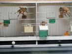 Harlekijn kanarie, Dieren en Toebehoren, Vogels | Kanaries, Meerdere dieren, Kleurkanarie