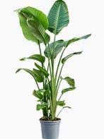 kunst kamerplant type Stelitzia Nicolai, Ophalen, Volledige schaduw, 100 tot 150 cm, Overige soorten