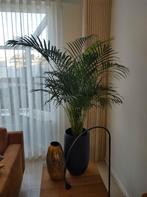 Dypsis Lutescens / Arecapalm / Areca Palm 145 cm hoog 120 br, Ophalen, 100 tot 150 cm, Palm, Halfschaduw