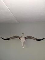 Namaak Longhorn Skull - Breedte 170cm, Ophalen, Zo goed als nieuw