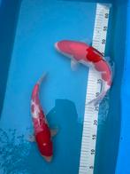 Kohakus, Dieren en Toebehoren, Karper of Koi