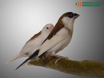 Japanse meeuw | Tropische vogel | Deskundig advies!