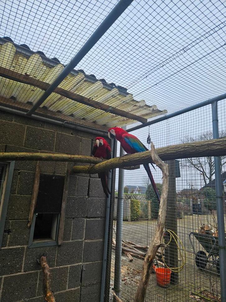 Groenvleugel Ara's, Dieren en Toebehoren, Vogels | Parkieten en Papegaaien, Papegaai, Meerdere dieren, Geringd