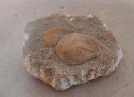 Prachtig fossiel in krijtsteen, Verzamelen, Mineralen en Fossielen, Fossiel, Ophalen of Verzenden