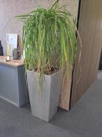 Lechuza plantenbakken voor op kantoor (2 stuks), Ophalen, Kunststof, Minder dan 60 cm, Vierkant