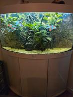 Juwel Aquarium Trigon 350 Led 123x87x65 cm - Aquaria - Wit, Ophalen of Verzenden, Zo goed als nieuw, Leeg aquarium