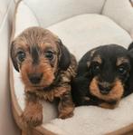 Kaninchen teckel teefjes zoekt gastgezin, Kaninchen, 8 tot 15 weken, CDV (hondenziekte), Meerdere