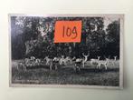 Oude ansichtkaart Steenwijk Rams Woerthe, Ophalen of Verzenden, Gelopen, Overijssel
