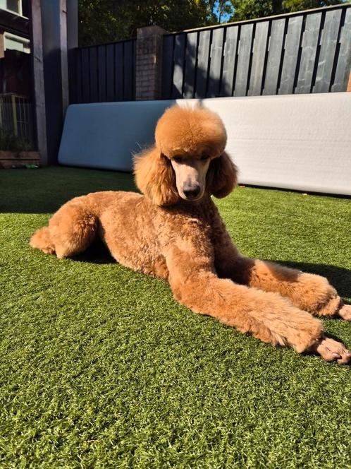 Standaardpoedel/ Koningspoedel teef (met stamboom), Dieren en Toebehoren, Honden | Chihuahua's en Gezelschapshonden, Teef, Poedel