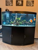 Juwel Rio Vision 450 compleet, Ophalen, Gebruikt, Leeg aquarium