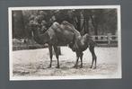 2533 Oude kaart dierentuin Parijs kameel met jong, Verzamelen, Ansichtkaarten | Dieren, Overige soorten, Ongelopen, Verzenden