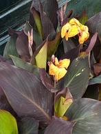 cana.s, Vaste plant, Halfschaduw, Zomer, Ophalen
