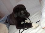 Daisy, pup van 3 maanden. Te koop, zwart/wit, Dieren en Toebehoren, Honden | Retrievers, Spaniëls en Waterhonden, Particulier