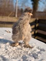 4 zijdehoen zijdehoender haan haantjes beschikbaar 15 weken, Dieren en Toebehoren, Mannelijk, Kip