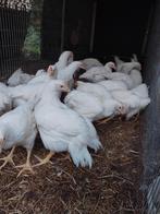 Gevraagd hanen en kippen., Dieren en Toebehoren, Pluimvee, Meerdere dieren, Kip