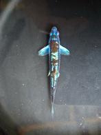 Rainbowshiner 5 cm (volwassen vis), Dieren en Toebehoren, Vissen | Vijvervissen