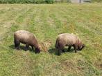 Ryeland ooien en rammen, Dieren en Toebehoren, Schapen, Geiten en Varkens, Meerdere dieren, Schaap
