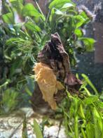 L144 lemon blue eyes man, Dieren en Toebehoren, Vis, Zoetwatervis