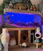 Aquarium tekoop, Dieren en Toebehoren, Vissen | Aquaria en Toebehoren, Ophalen, Zo goed als nieuw, Gevuld zoetwateraquarium
