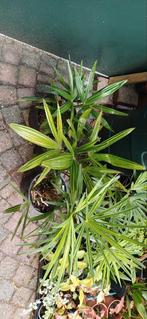 Trachycarpus wagnerianus x fortunei & fort x wag, Tuin en Terras, Planten | Tuinplanten, Ophalen of Verzenden, Zomer, Overige soorten