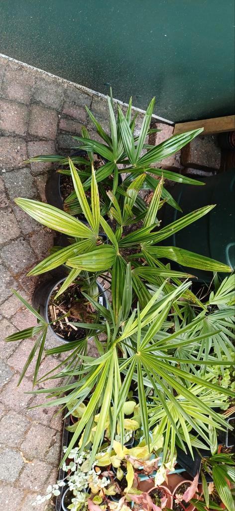 Trachycarpus wagnerianus x fortunei & fort x wag, Tuin en Terras, Planten | Tuinplanten, Overige soorten, Volle zon, Zomer, Ophalen of Verzenden