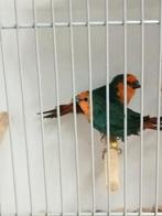 Te koop diverse vogels, Dieren en Toebehoren, Vogels | Overige Vogels, Meerdere dieren, Tropenvogel