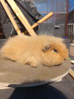 Ch Teddy - Beren beschikbaar, Cavia, Juni, Mannelijk, Tam