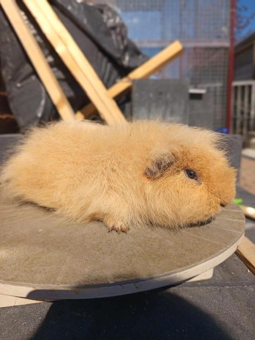 Ch Teddy - Beren beschikbaar, Dieren en Toebehoren, Knaagdieren, Mannelijk, Cavia, Juni, Tam