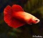 Betta vrouw halfmoon - Koidream Valburg, Dieren en Toebehoren, Vis, Zoetwatervis