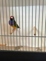 Gouldamadine, Mannelijk, Tropenvogel