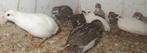 chinese dwergkwartels, Meerdere dieren, Overige soorten