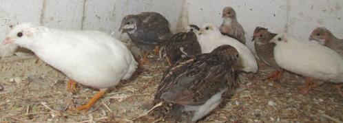 chinese dwergkwartels, Dieren en Toebehoren, Pluimvee, Overige soorten, Meerdere dieren