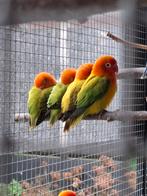 Agapornis fisheri opaline, Dieren en Toebehoren, Vogels | Parkieten en Papegaaien, Geslacht onbekend, Dwergpapegaai of Agapornis