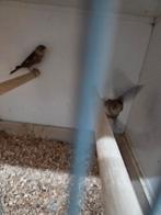 Diverse vogels, Meerdere dieren