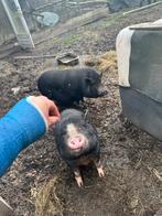 Goedplekje voor 2 mini varkens, Dieren en Toebehoren, Schapen, Geiten en Varkens, Vrouwelijk, Varken, 3 tot 5 jaar