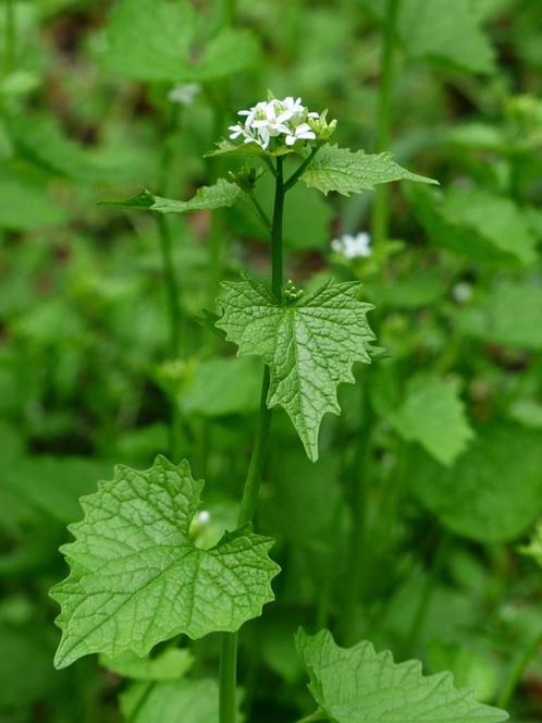 Bio zaden Look-zonder-look -Alliaria petiolata | Inheems, Tuin en Terras, Bloembollen en Zaden, Zaad, Voorjaar, Halfschaduw, Verzenden